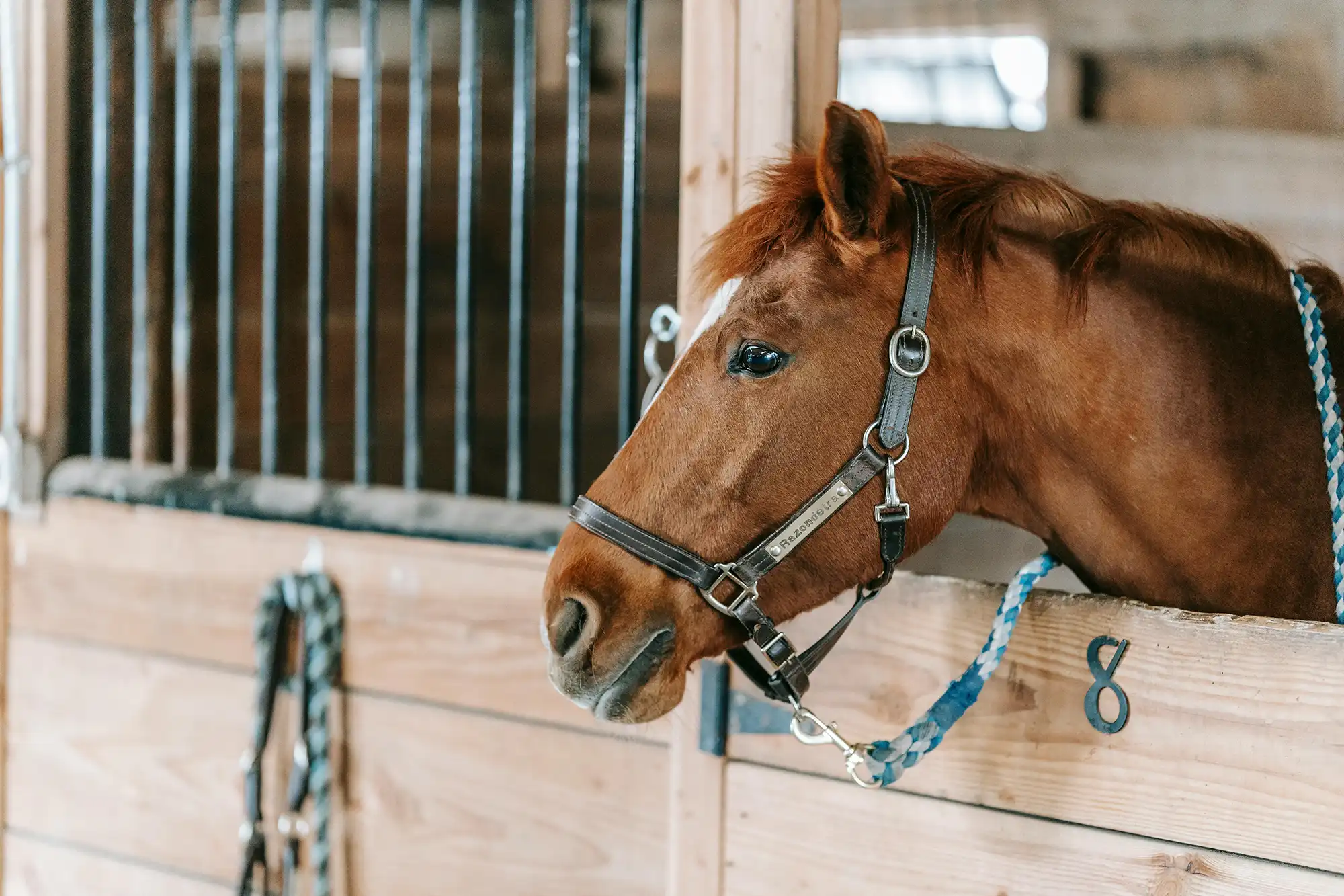 Equestrian and livery farm diversification
