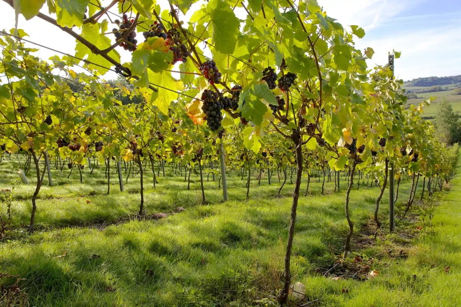 Higher Plot Farm Vineyard